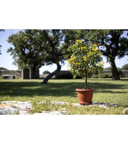 Capri Round Pot Terracotta