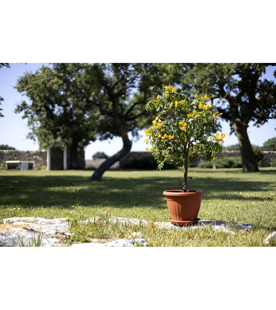 Vaso Capri Terracotta