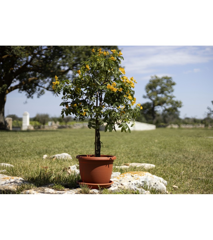 Elba Round Pot Terracotta